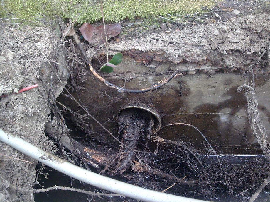樹根阻塞排水管